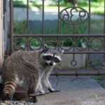 How To Keep Away Raccoons