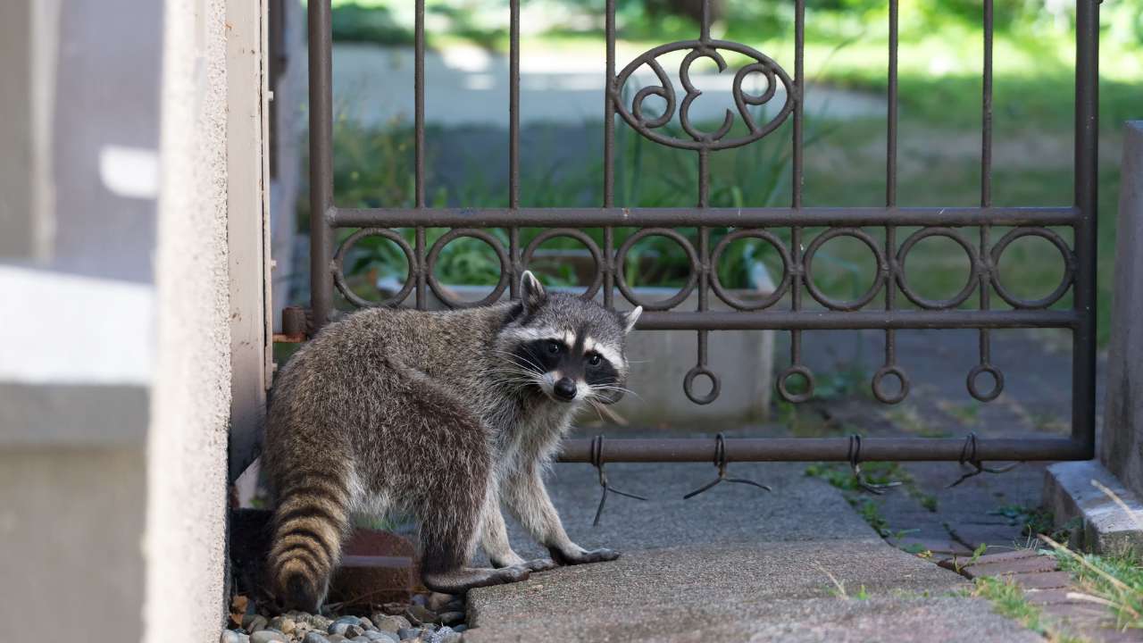 How To Keep Away Raccoons