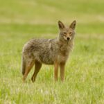 How To Keep Coyotes Away