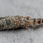 Plaster Bagworm