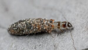 Plaster Bagworm
