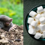 Killing Moles with Marshmallows