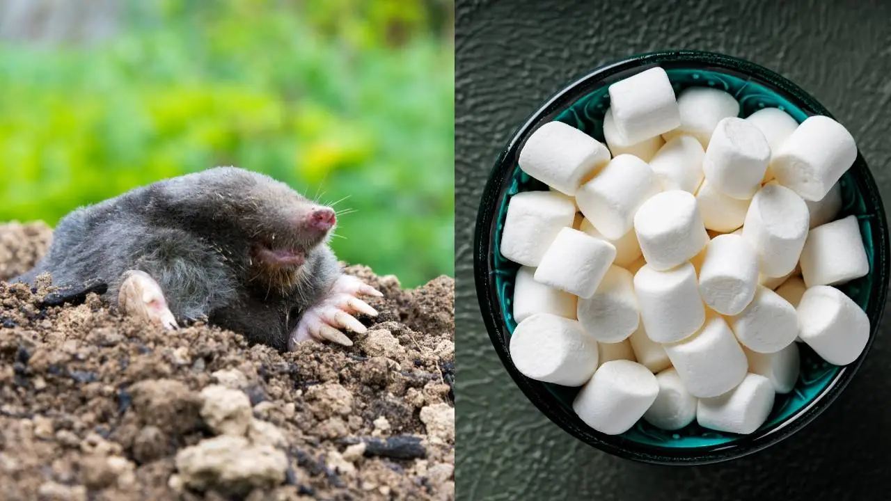 Killing Moles with Marshmallows