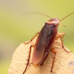 What Do Cockroaches Hate