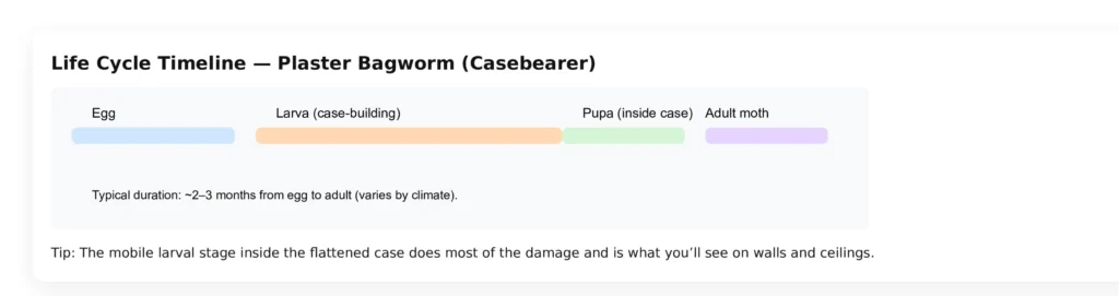 plaster bagworm life cycle