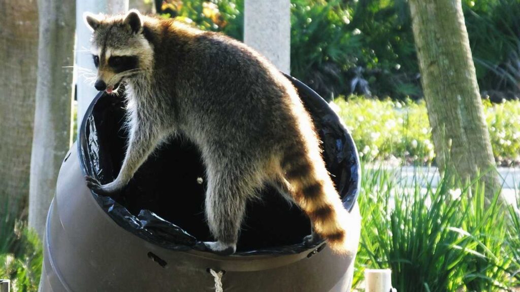 raccoon in trash can