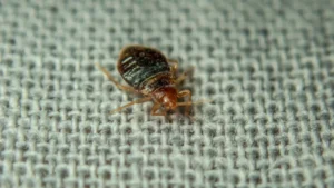 How Fast Do Bed Bugs Spread
