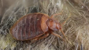 How Long Can Bed Bugs Live Without Food