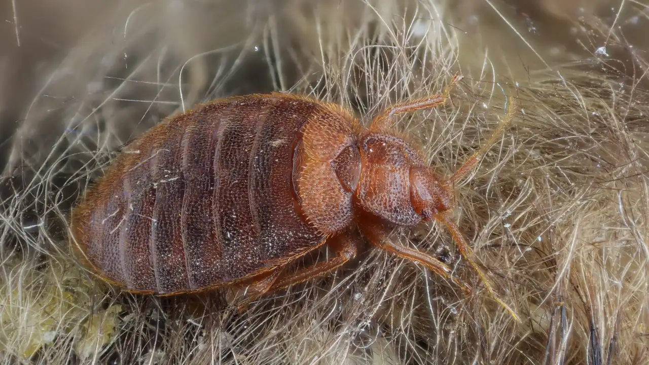 How Long Can Bed Bugs Live Without Food from a Host?