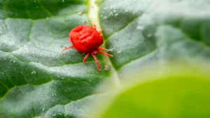 How To Get Rid of Clover Mites