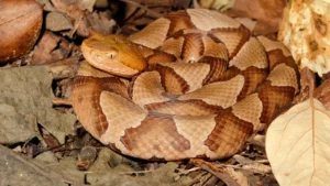 How to Get Rid of Copperhead Snakes