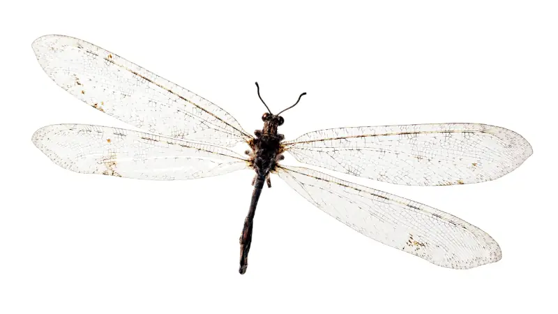 antlion-predator-eats-ants