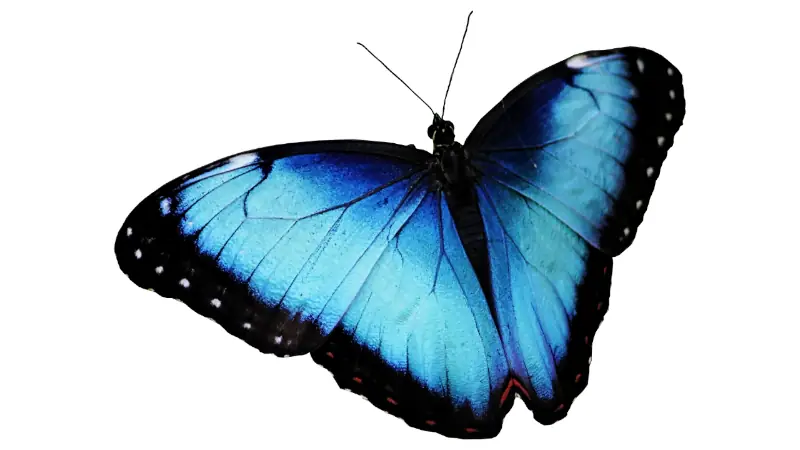 blue-butterfly-insect-eat-ants