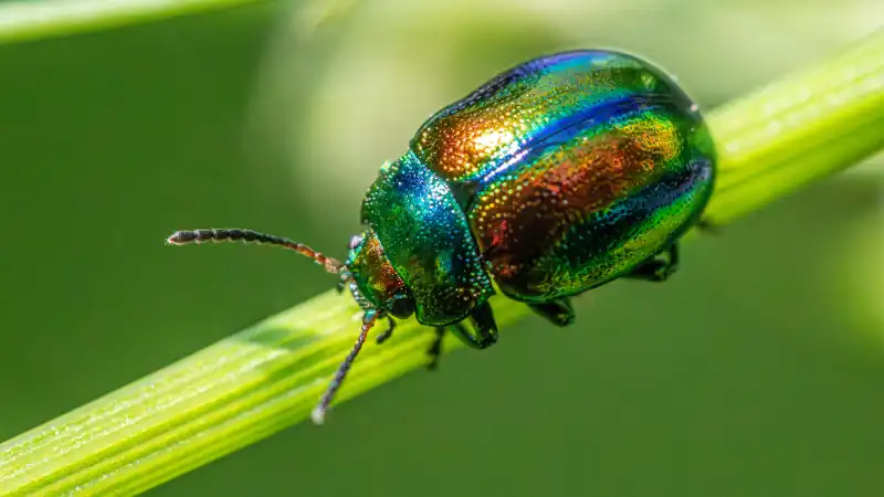 bombardier-beetle-walking