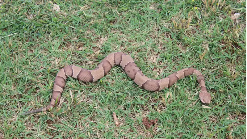 copperhead snake in yard