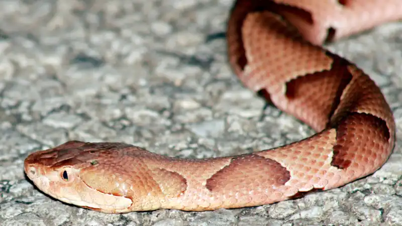 copperhead snake looking food