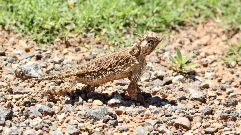 horned-lizard