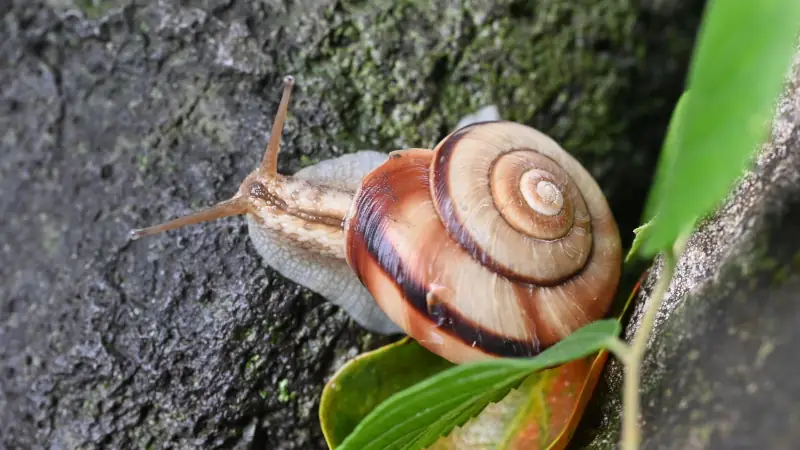 rosy-wolfsnail-after-eating-ants