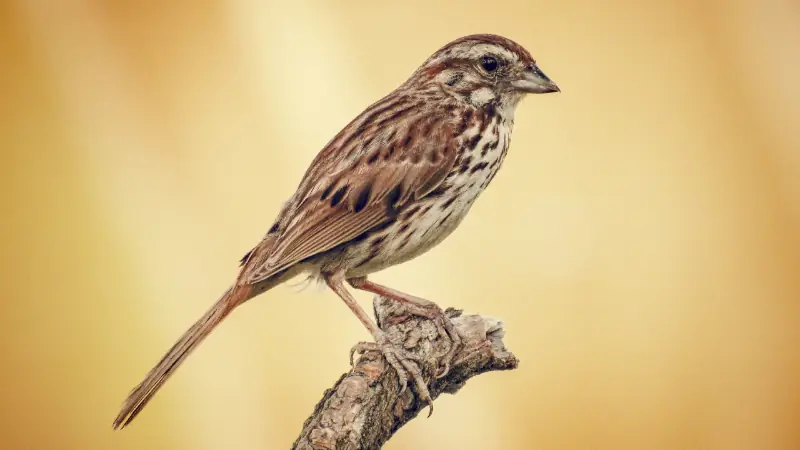sparrow-bird-looking-ants-to-eat