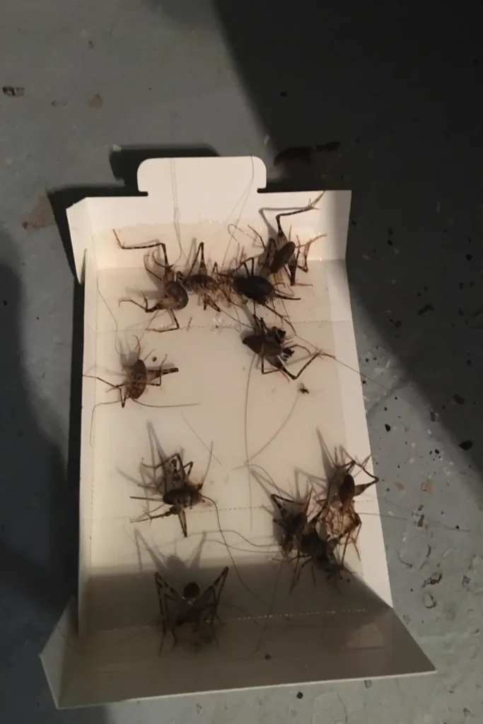 Spider cricket trapped on glue board along basement baseboard during infestation