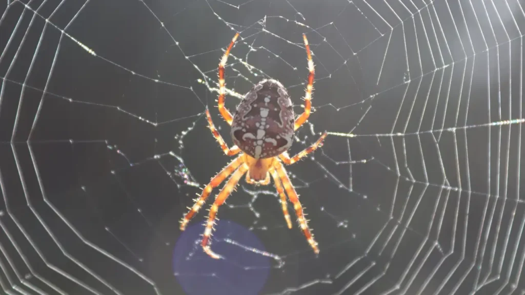 Best Ways To Get Rid of Spider Webs In Your Garage