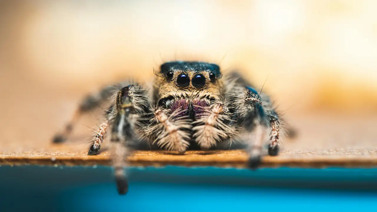 How to Get Rid of Spiders in Your Garage