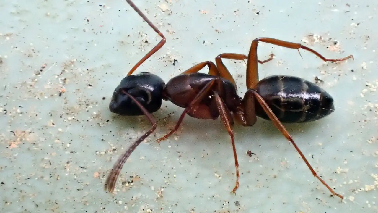 How to Kill Ants with Borax