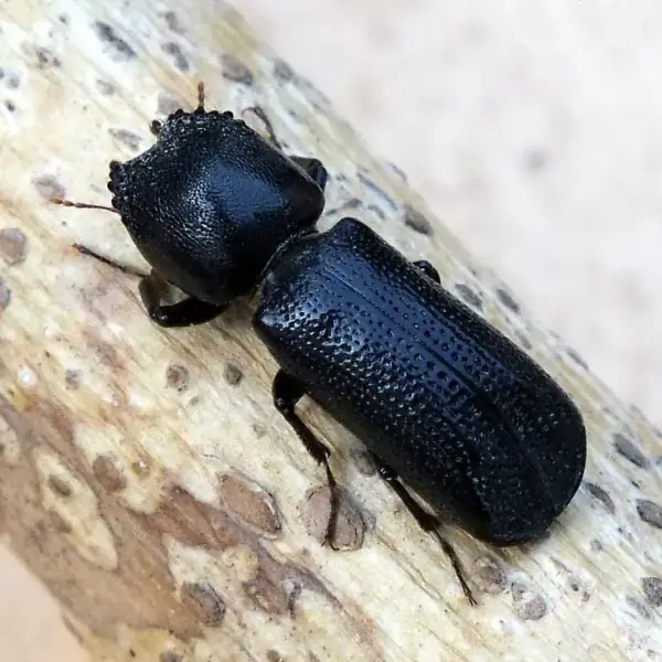 Powderpost Beetles