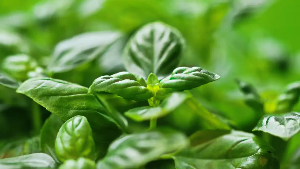 basil leaves