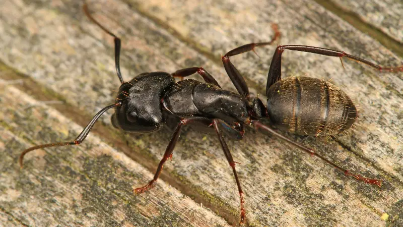 carpenter ant destroying wood