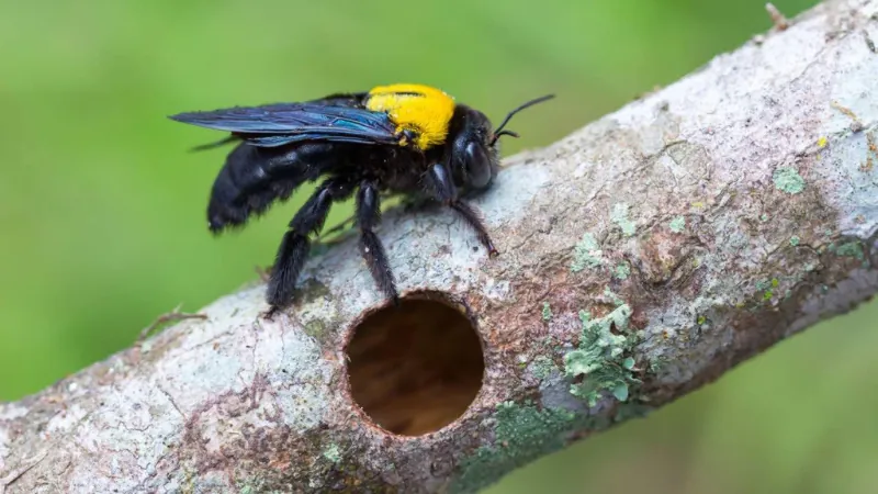 carpenter bee making hole