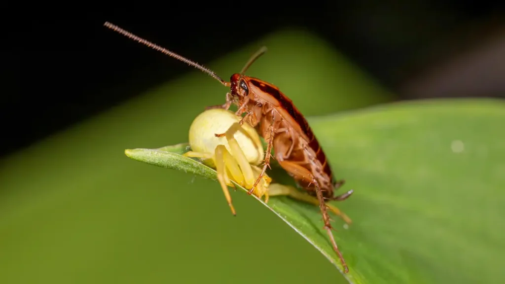 cockroach-running-sounds