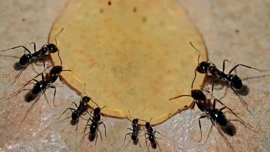 homemade-borax-ant-killer-recipe