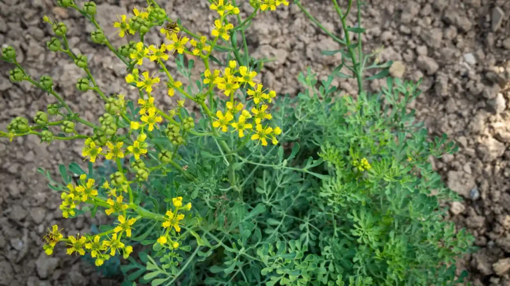 large ruta graveolens