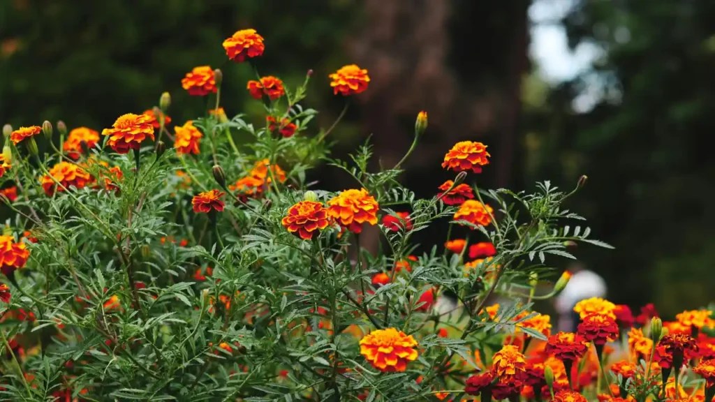 marigolds in field