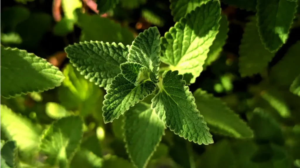 spearmint wasp repellent plant