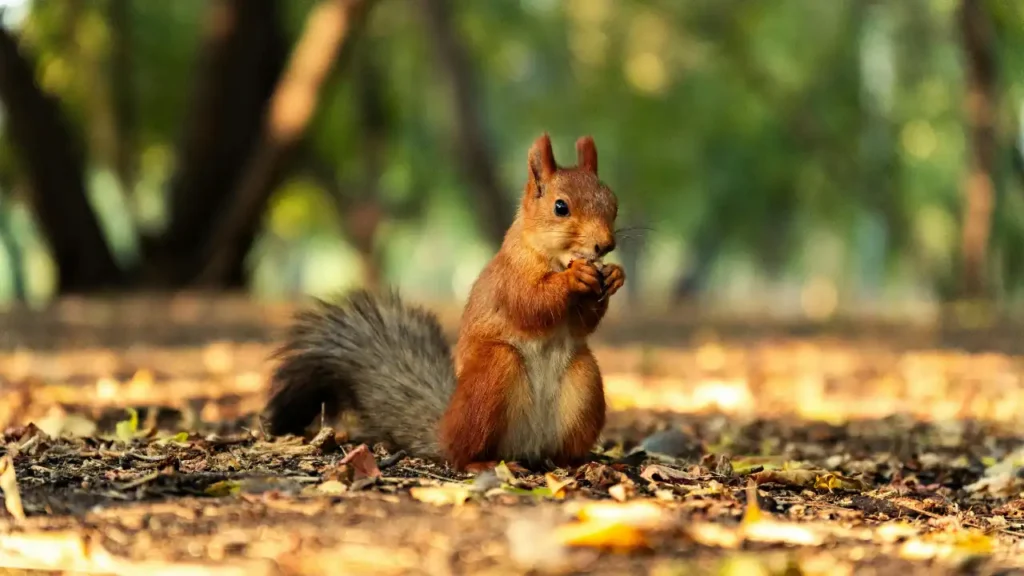 squirrel outside