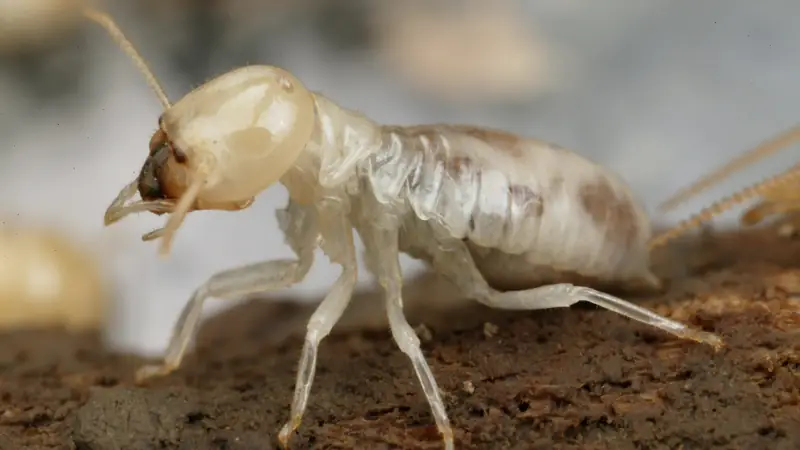 termite wood boring insect