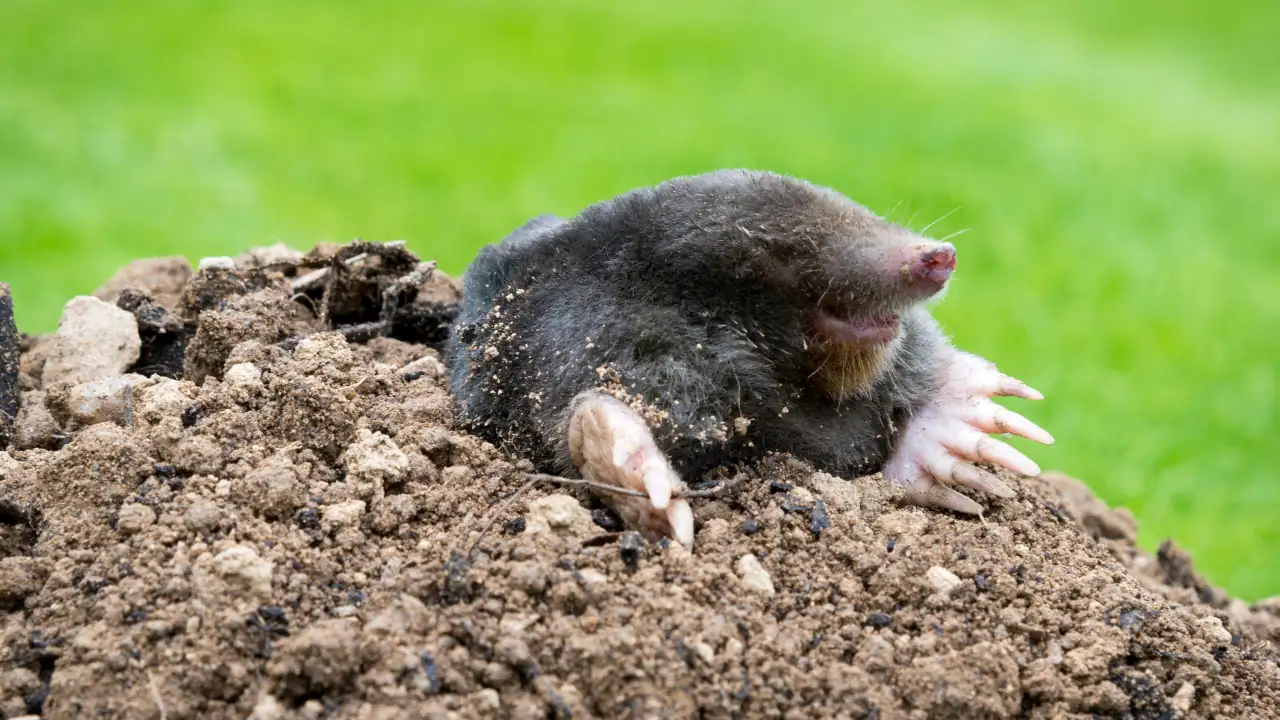 How To Get Rid Of Moles In Your Yard