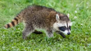 What Animals Do Raccoons Eat