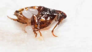 What Attracts Fleas 5 Surprising Things That May Be Causing Fleas