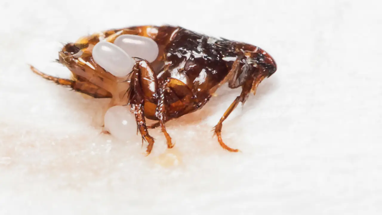 What Attracts Fleas? 5 Surprising Things That May Be Causing Fleas