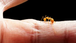 What Do Ant Bites Look Like These Red Bumps Can Be Easy to Miss