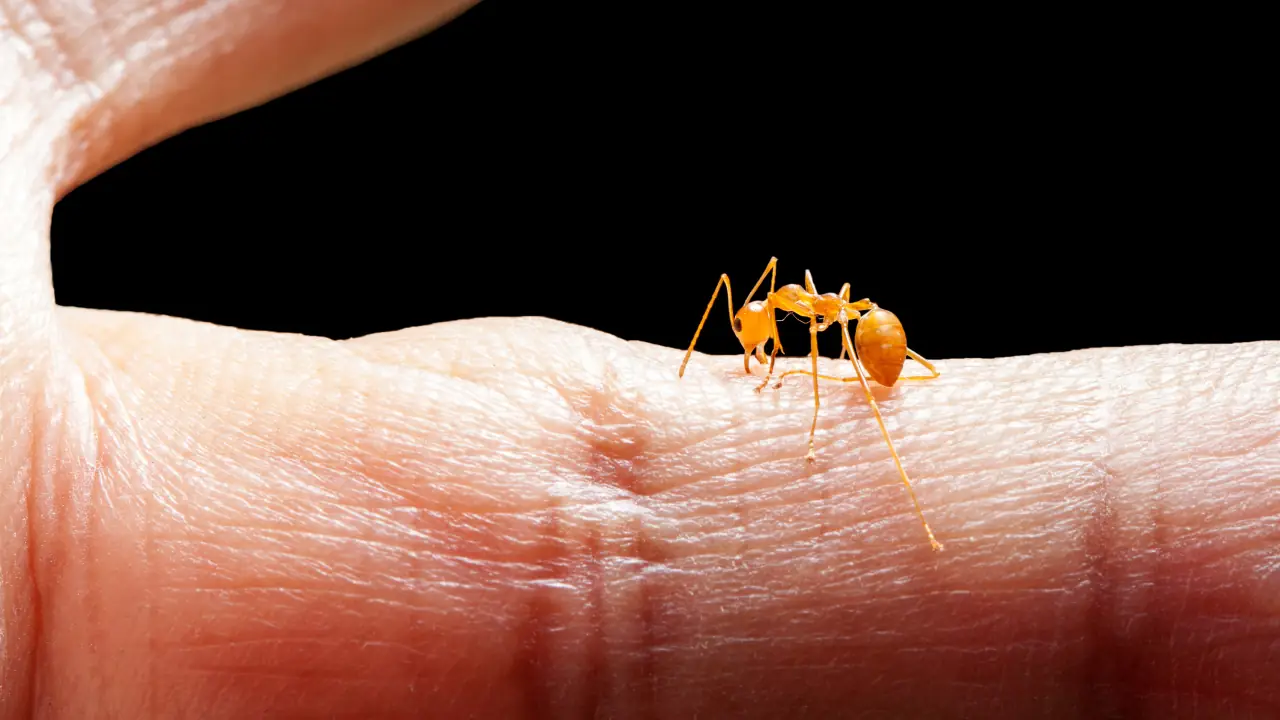 What Do Ant Bites Look Like? These Red Bumps Can Be Easy to Miss
