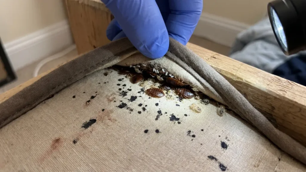 Close-up of a bed bug harborage hidden in a mattress seam, showing adult bed bugs, pale nymphs, tiny white eggs, shed skins, and dark fecal spots.