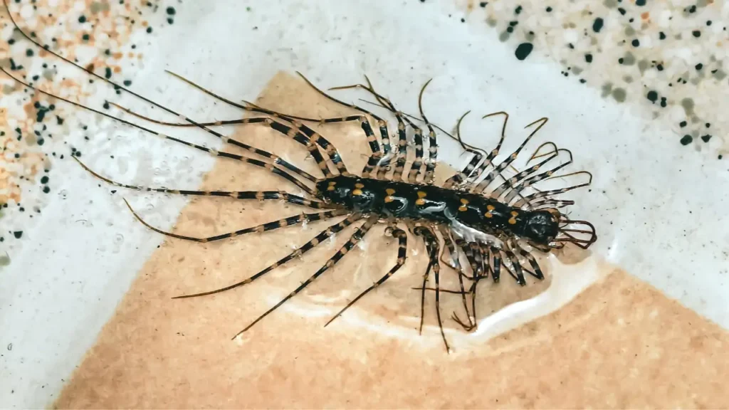 bed bug natural predator house centipede