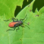 Do Boxelder Bugs Bite The Truth Most People Get Wrong