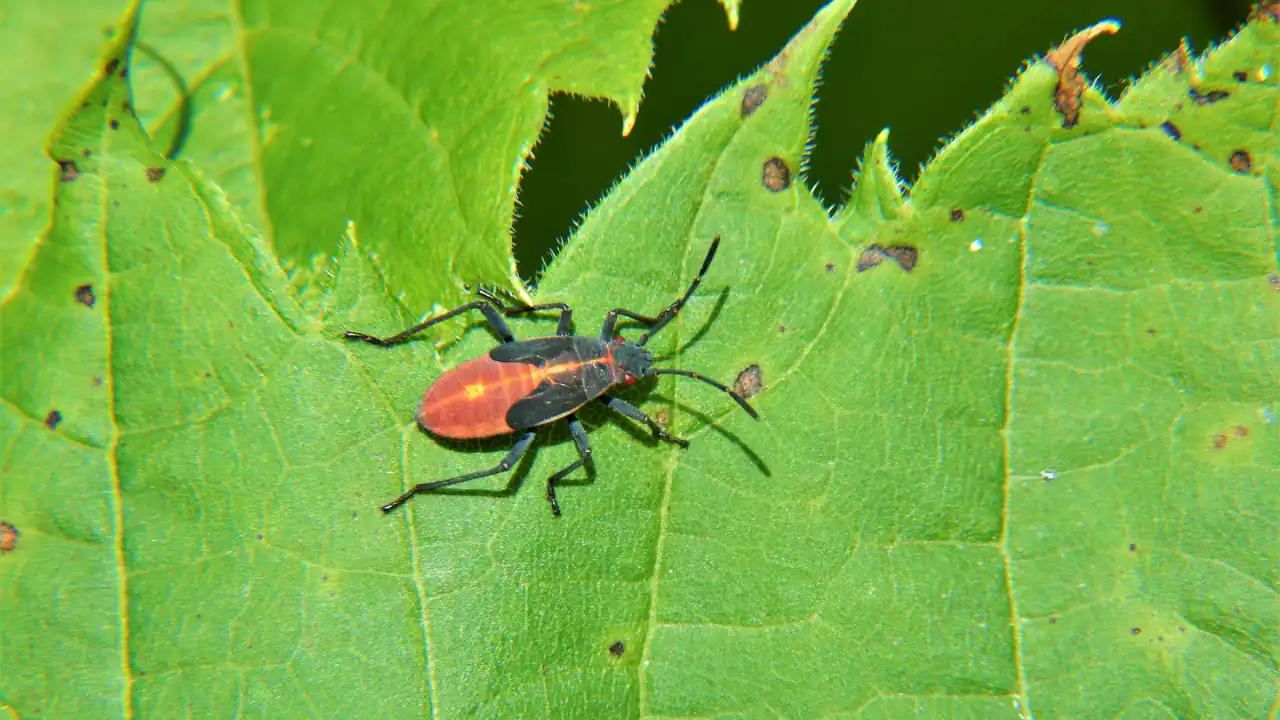 Do Boxelder Bugs Bite The Truth Most People Get Wrong