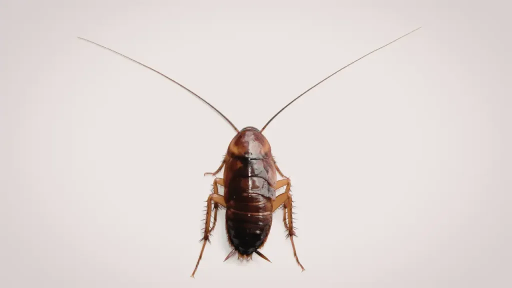 Close-up image of a German cockroach nymph showing body shape, antennae, and dark coloration
