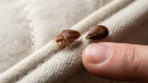 How Big Are Bed Bugs? Everything You Need to Know